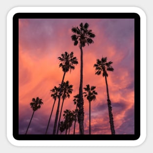 Palm Trees Sticker